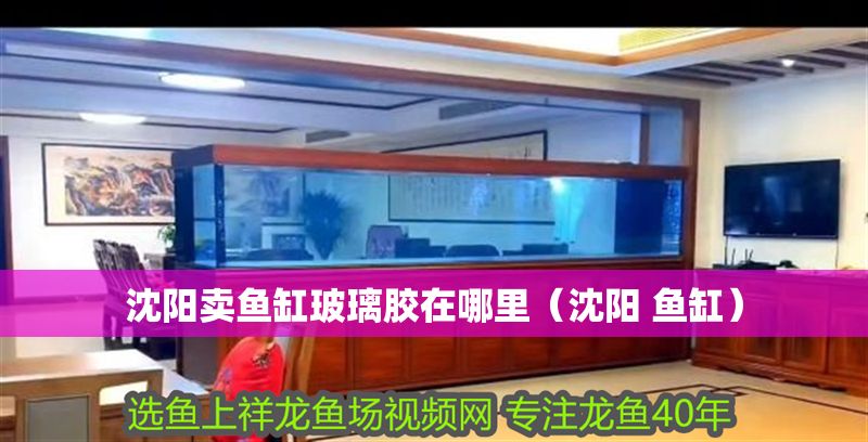 沈陽賣魚缸玻璃膠在哪里（沈陽 魚缸）