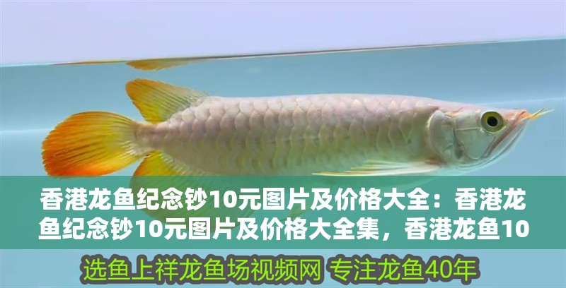 香港龍魚紀念鈔10元圖片及價格大全：香港龍魚紀念鈔10元圖片及價格大全集，香港龍魚10元紀念鈔圖片