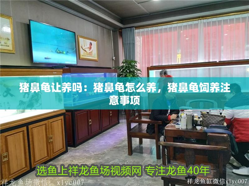 豬鼻龜讓養嗎：豬鼻龜怎么養，豬鼻龜飼養注意事項