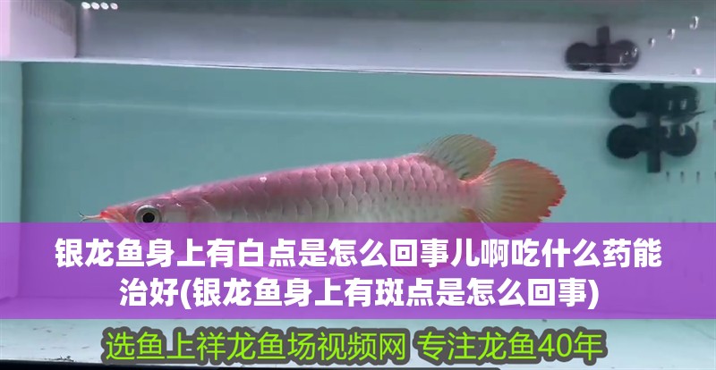 銀龍魚身上有白點是怎么回事兒啊吃什么藥能治好(銀龍魚身上有斑點是怎么回事)