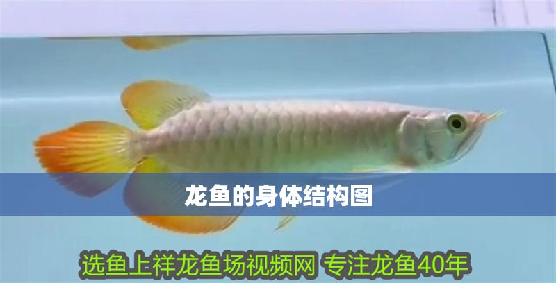 龍魚(yú)的身體結(jié)構(gòu)圖