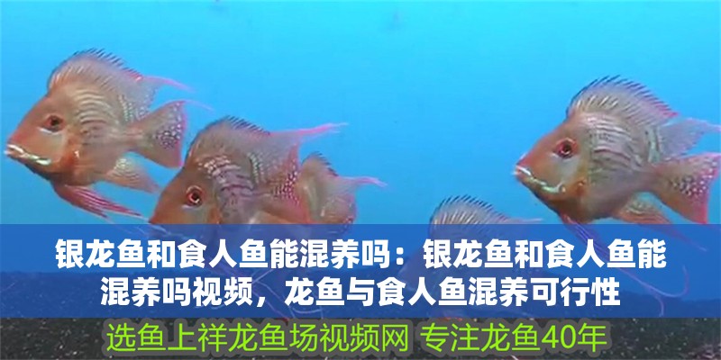 銀龍魚和食人魚能混養嗎：銀龍魚和食人魚能混養嗎視頻，龍魚與食人魚混養可行性
