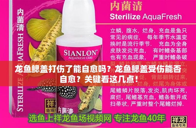龍魚鰓蓋打傷了能自愈嗎？龍魚鰓蓋受傷能否自愈？關(guān)鍵看這幾點(diǎn)！
