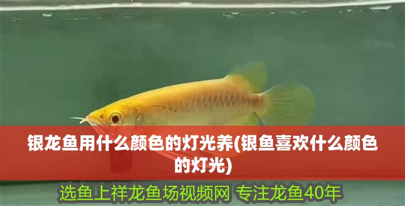銀龍魚用什么顏色的燈光養(銀魚喜歡什么顏色的燈光)