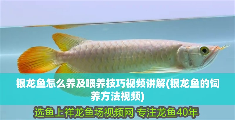 銀龍魚怎么養(yǎng)及喂養(yǎng)技巧視頻講解(銀龍魚的飼養(yǎng)方法視頻)