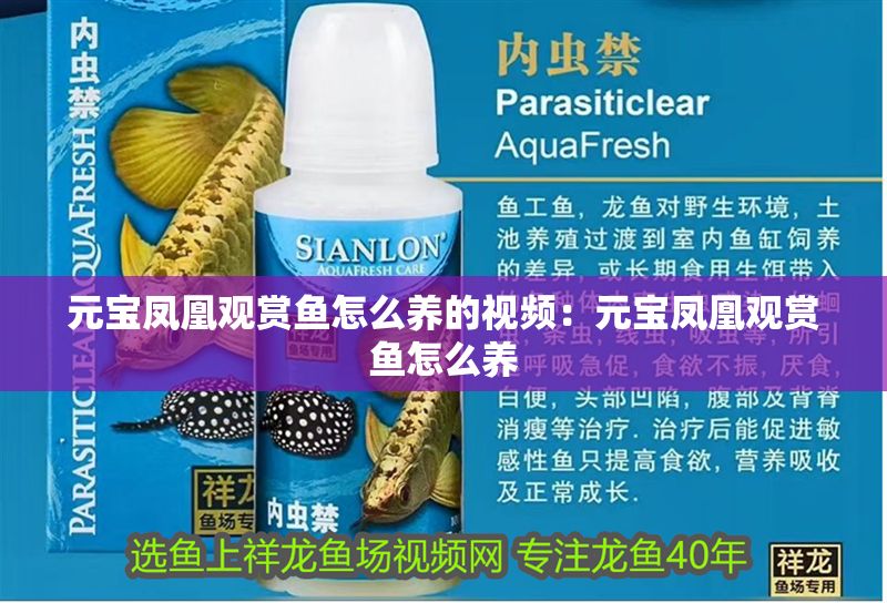 元寶鳳凰觀賞魚怎么養的視頻：元寶鳳凰觀賞魚怎么養