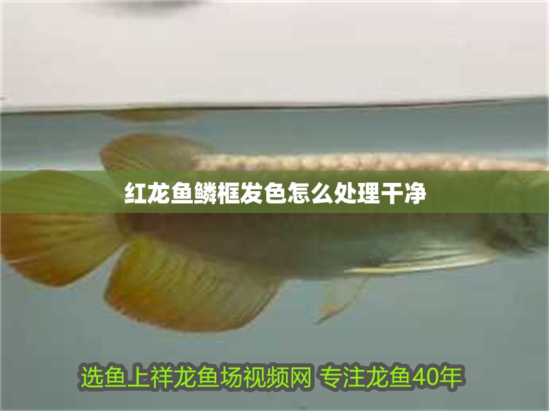 紅龍魚鱗框發色怎么處理干凈