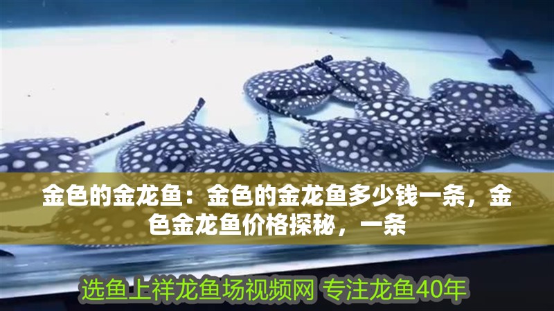 金色的金龍魚：金色的金龍魚多少錢一條，金色金龍魚價格探秘，一條
