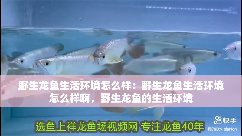 野生龍魚生活環境怎么樣：野生龍魚生活環境怎么樣啊，野生龍魚的生活環境