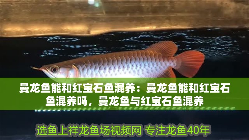 曼龍魚能和紅寶石魚混養：曼龍魚能和紅寶石魚混養嗎，曼龍魚與紅寶石魚混養