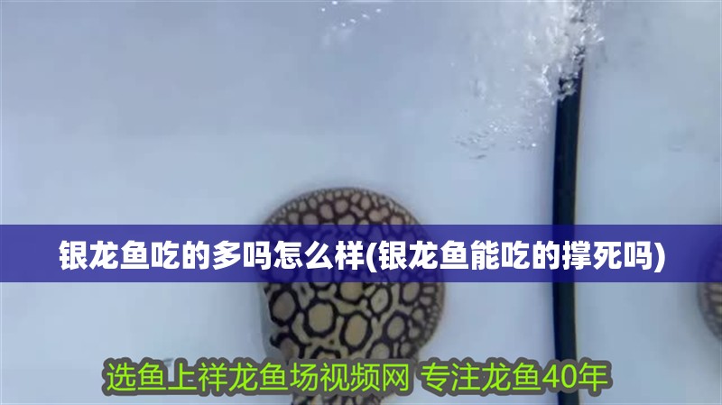 銀龍魚(yú)吃的多嗎怎么樣(銀龍魚(yú)能吃的撐死嗎)