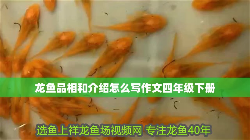 龍魚品相和介紹怎么寫作文四年級下冊