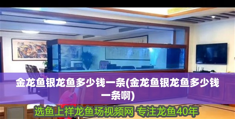 金龍魚銀龍魚多少錢一條(金龍魚銀龍魚多少錢一條啊)