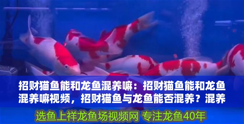 招財貓魚能和龍魚混養嘛：招財貓魚能和龍魚混養嘛視頻，招財貓魚與龍魚能否混養？混養視頻