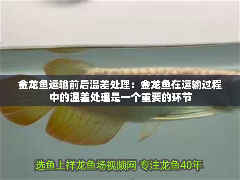 金龍魚運輸前后溫差處理：金龍魚在運輸過程中的溫差處理是一個重要的環節