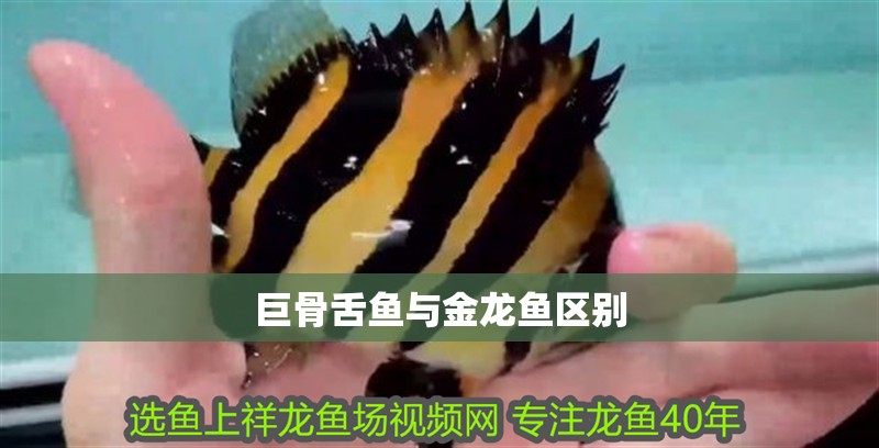 巨骨舌魚與金龍魚區別