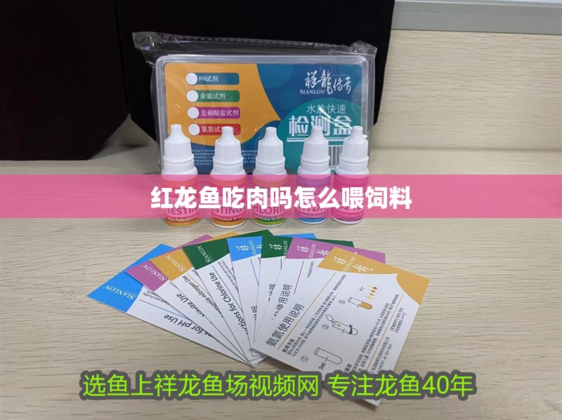 紅龍魚吃肉嗎怎么喂飼料