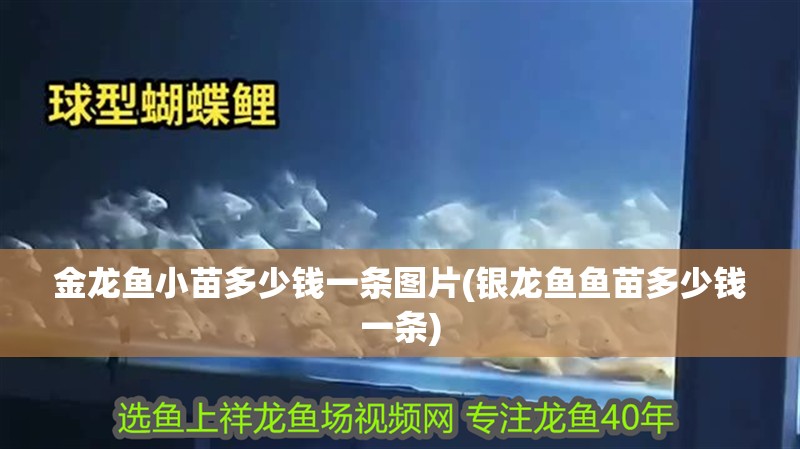 金龍魚小苗多少錢一條圖片(銀龍魚魚苗多少錢一條)