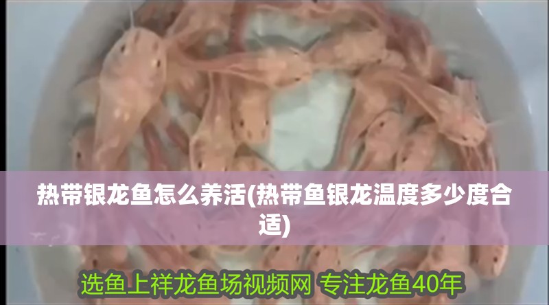 熱帶銀龍魚怎么養活(熱帶魚銀龍溫度多少度合適)