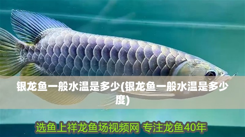 銀龍魚一般水溫是多少(銀龍魚一般水溫是多少度)