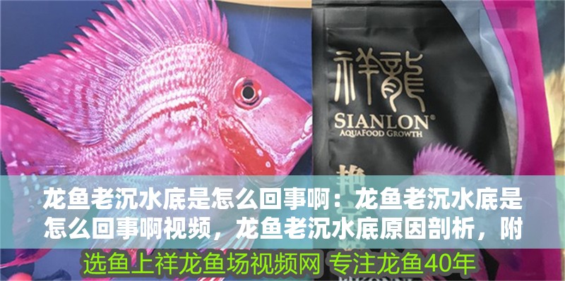 龍魚老沉水底是怎么回事啊：龍魚老沉水底是怎么回事啊視頻，龍魚老沉水底原因剖析，附詳細講解視頻