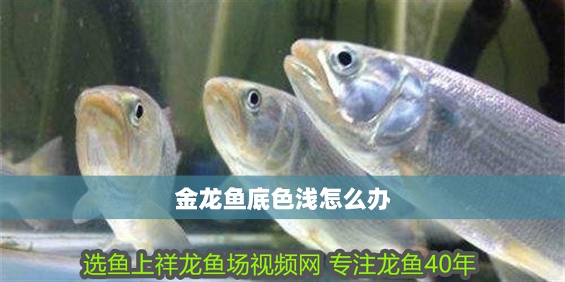 金龍魚底色淺怎么辦