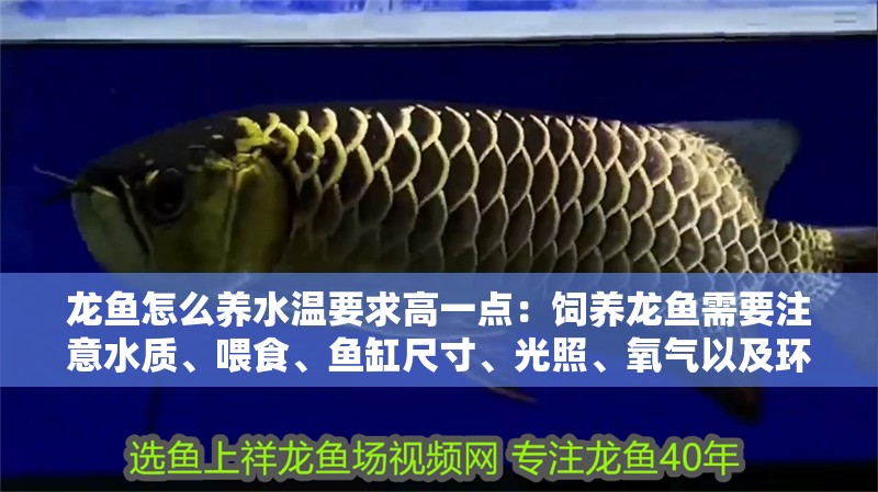 龍魚怎么養水溫要求高一點：飼養龍魚需要注意水質、喂食、魚缸尺寸、光照、氧氣以及環境因素