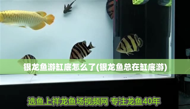 銀龍魚游缸底怎么了(銀龍魚總在缸底游)