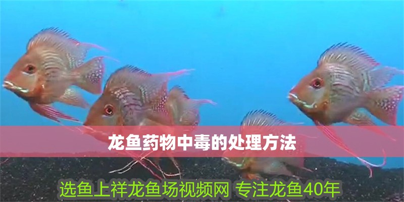 龍魚藥物中毒的處理方法 龍魚藥物中毒的處理方法 龍魚百科 第2張