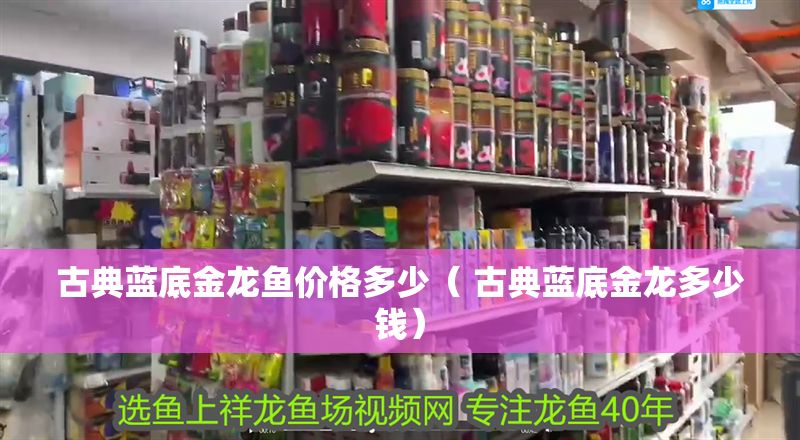 古典藍底金龍魚價格多少（ 古典藍底金龍多少錢）