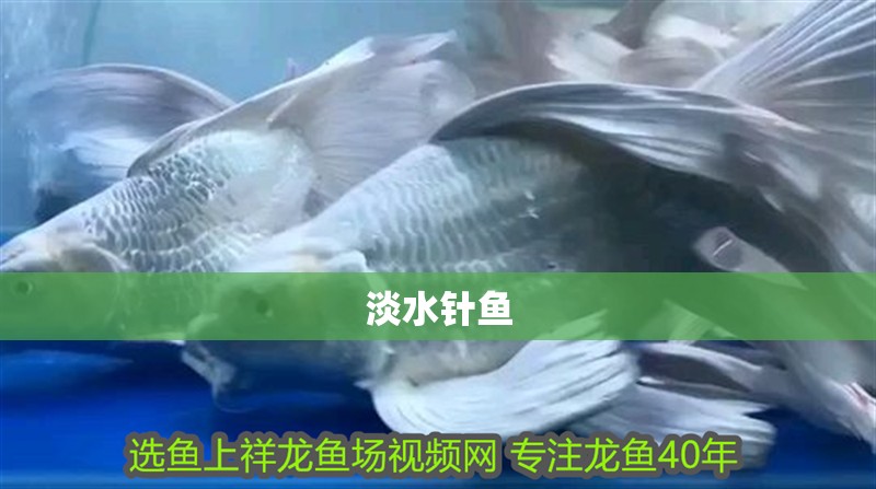 淡水針魚