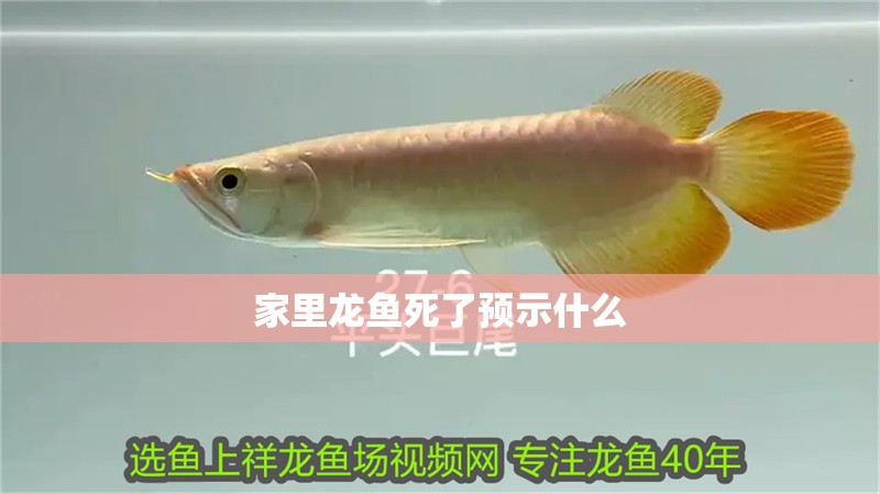 家里龍魚死了預(yù)示什么