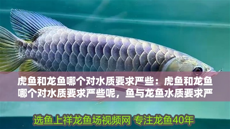 虎魚和龍魚哪個對水質要求嚴些：虎魚和龍魚哪個對水質要求嚴些呢，魚與龍魚水質要求嚴度大