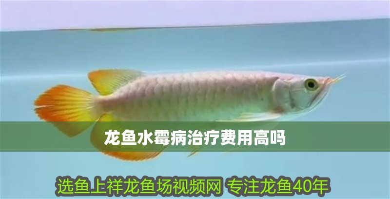 龍魚水霉病治療費用高嗎