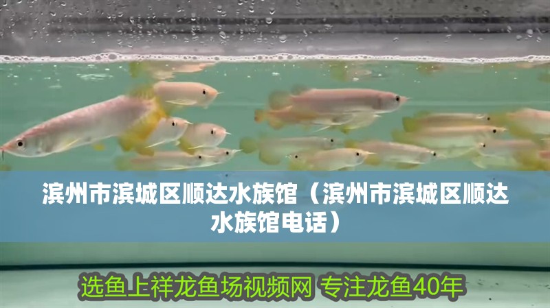 濱州市濱城區(qū)順達(dá)水族館（濱州市濱城區(qū)順達(dá)水族館電話）