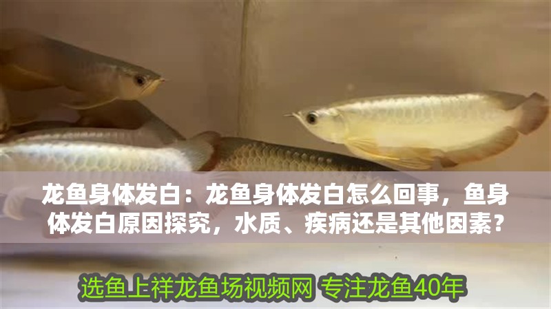 龍魚身體發白：龍魚身體發白怎么回事，魚身體發白原因探究，水質、疾病還是其他因素？