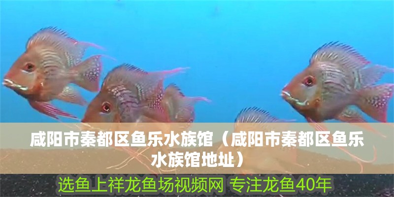 咸陽市秦都區(qū)魚樂水族館（咸陽市秦都區(qū)魚樂水族館地址）