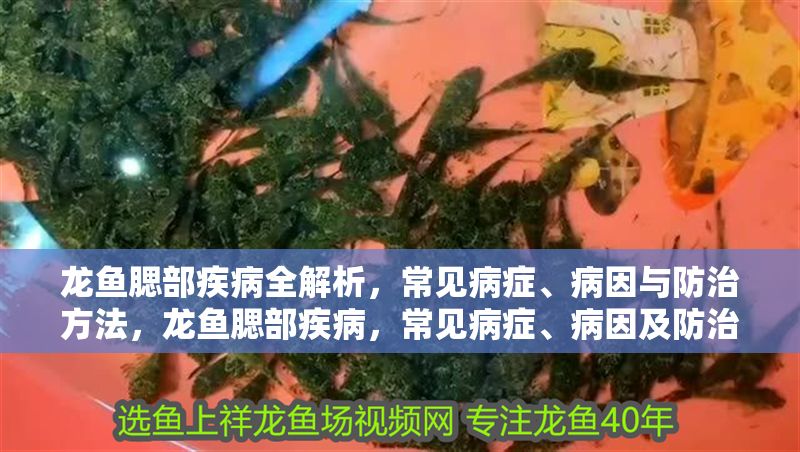 龍魚腮部疾病全解析，常見病癥、病因與防治方法，龍魚腮部疾病，常見病癥、病因及防治全攻略