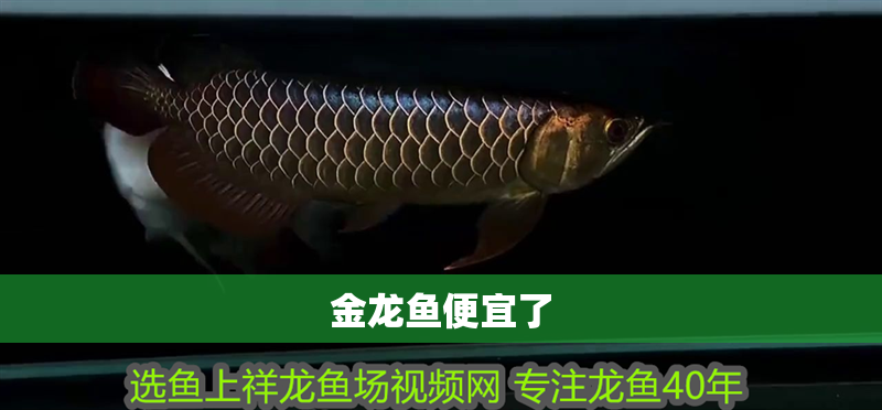 金龍魚便宜了