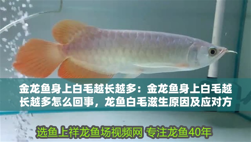 金龍魚身上白毛越長越多：金龍魚身上白毛越長越多怎么回事，龍魚白毛滋生原因及應對方法