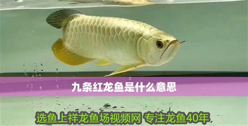 九條紅龍魚是什么意思