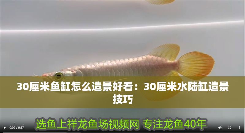 30厘米魚缸怎么造景好看：30厘米水陸缸造景技巧