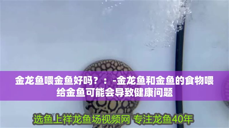 金龍魚喂金魚好嗎？：-金龍魚和金魚的食物喂給金魚可能會導致健康問題