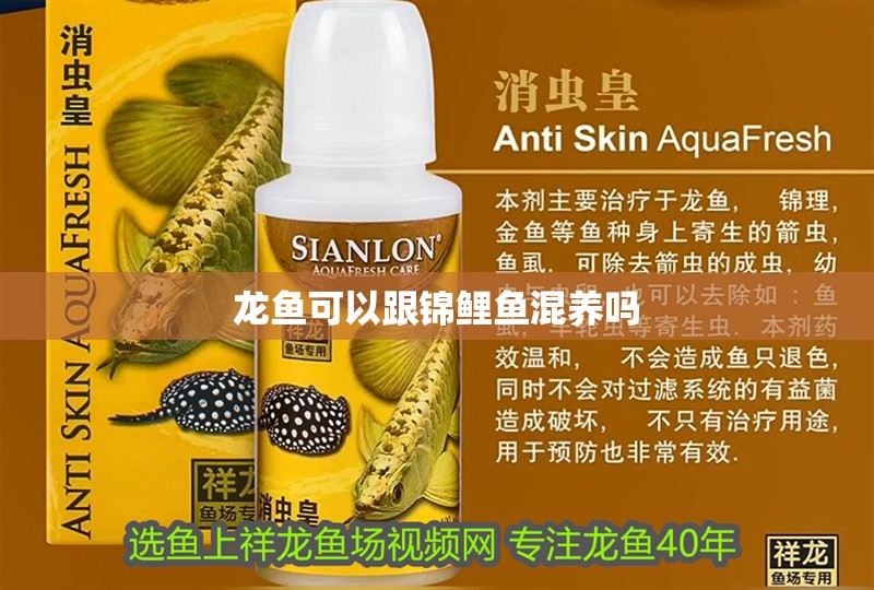 龍魚可以跟錦鯉魚混養(yǎng)嗎