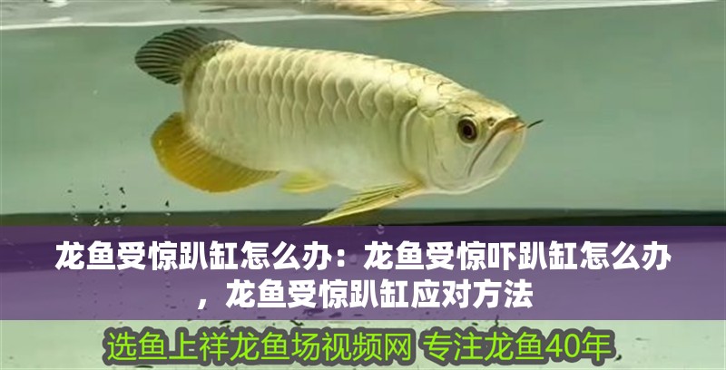 龍魚受驚趴缸怎么辦：龍魚受驚嚇趴缸怎么辦，龍魚受驚趴缸應對方法