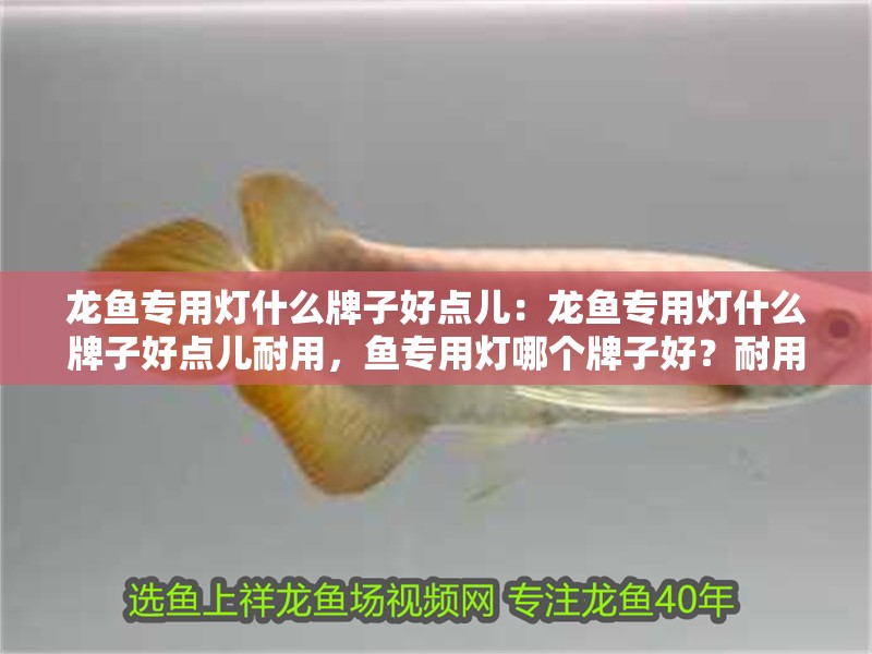 龍魚專用燈什么牌子好點兒：龍魚專用燈什么牌子好點兒耐用，魚專用燈哪個牌子好？耐用性與品質兼備推薦