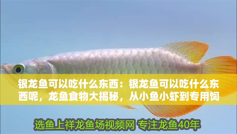 銀龍魚可以吃什么東西：銀龍魚可以吃什么東西呢，龍魚食物大揭秘，從小魚小蝦到專用飼料全