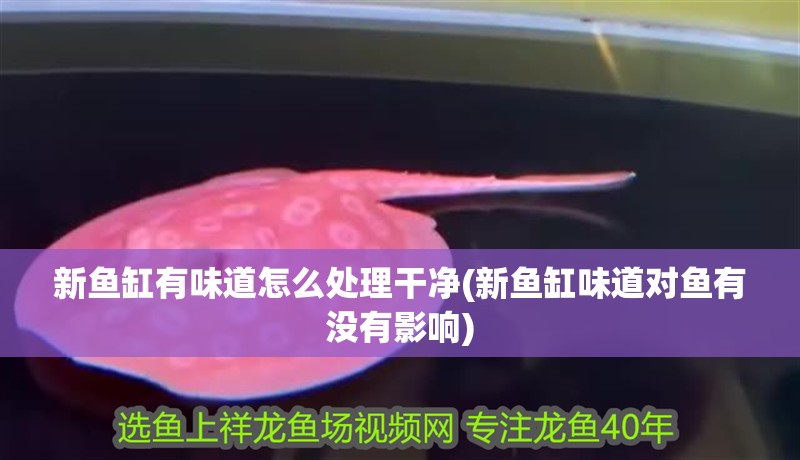 新魚缸有味道怎么處理干凈(新魚缸味道對魚有沒有影響)