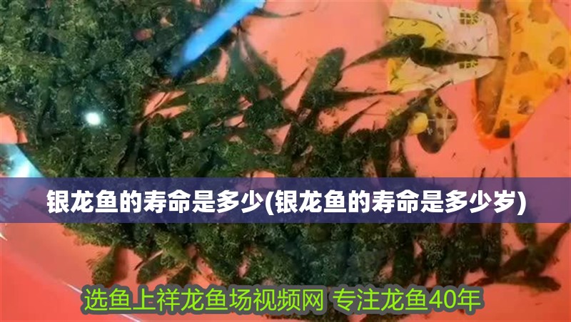 銀龍魚的壽命是多少(銀龍魚的壽命是多少歲)