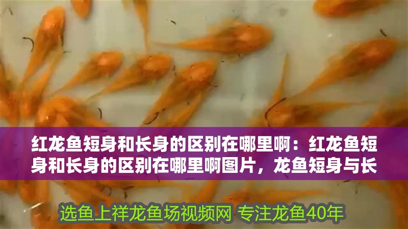 紅龍魚短身和長身的區別在哪里啊:紅龍魚短身和長身的區別在哪里啊圖片,龍魚短身與長身差異解析,形態特征及圖片 水族問答 紅龍魚短身和長身的區別在哪里啊:紅龍魚短身和長身的區別在哪里啊圖片,龍魚短身與長身差異解析,形態特征及圖片 紅龍魚短身和長身的區別在哪里啊:紅龍魚短身和長身的區別在哪里啊圖片,龍魚短身與長身差異解析,形態特征及圖片 水族問答
